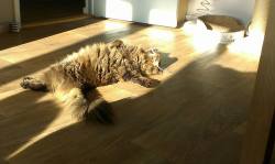 catsbeaversandducks:  The Sunbeam Has Claimed Another Victim “Oh no! Not again!” All Photos via ©Simon’s Cat 