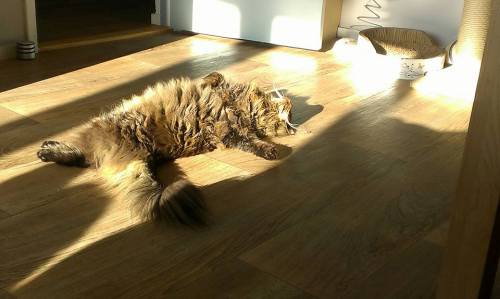 catsbeaversandducks:  The Sunbeam Has Claimed adult photos