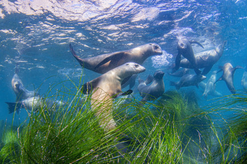 terranlifeform:California sea lions (Zalophus californianus) off the coast of Anacapa Island, U.S.Di