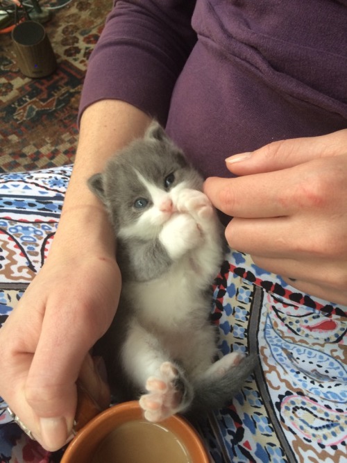 awwww-cute:  Six toed kitten and coffee (Source: adult photos