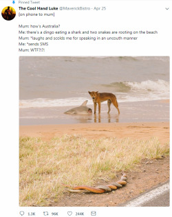 booksandghosts:  jesters-armed:   surfandbefree: Australia summed up in one tweet  @booksandghosts  :D   Australia is a silly place 