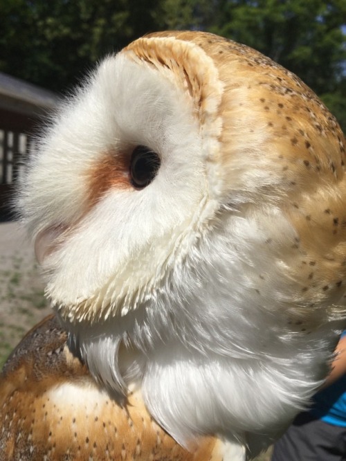 Look at that high quality floof. Who agrees. Zoom in on that boy.