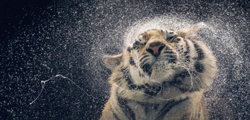 wolverxne:  How he got them to sit still, we don’t know. But somehow award-winning UK-based photographer Tim Flach managed it, and this was the result. The 54-year-old has created a collection of incredible photographic portraits of animals so intimate