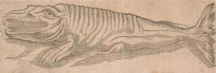 montereybayaquarium:  historieofbeafts:  It’s been a while since we checked in on how the Renaissance is doing with its ocean mysteries, so here is a marine biology update circa 1550. Seals come in two forms: Buff & Triangular Walruses are horrifying