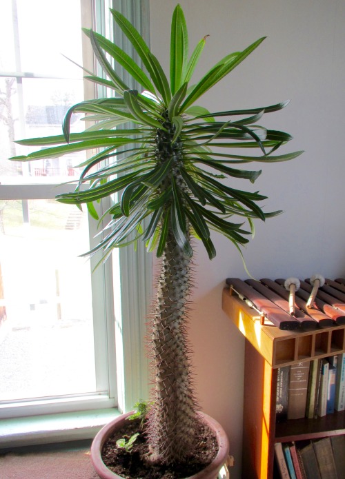 lishcov:geopsych:The Mad palm!(Madagascar palm, although it’s not a palm at all.) This thing was rea