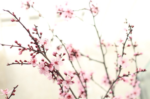 plum blossoms at home