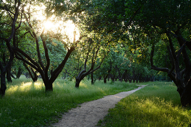 sempius:  Sunset in the tree garden by alexf.1907 on Flickr.