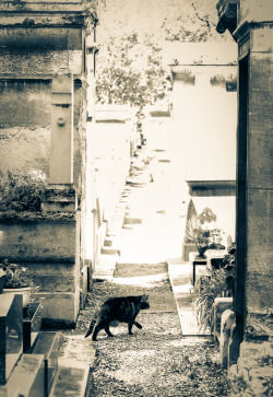 Cimetière de Montmartre. Paris. Photo by