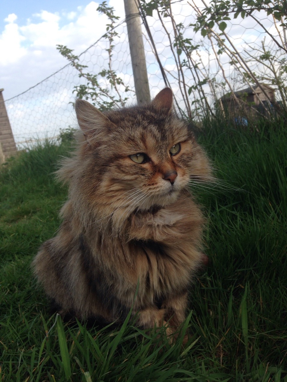 kitty-in-training:  The ‘feral’ cat that lives on the allotments has taken up
