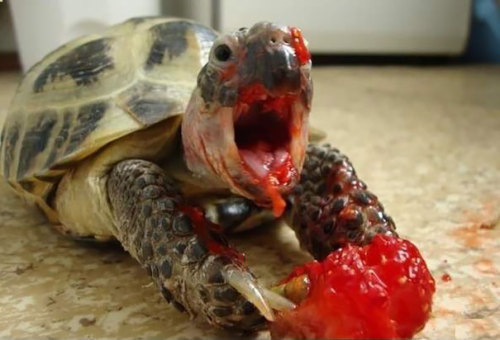 awesome-picz:Animals Eating Berries Look Like Horror Movie Monsters