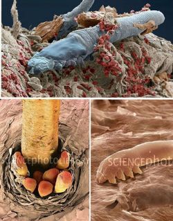 cerebrodigital:  El acáro llamado demodex(Demodex folliculorum) habita en los poros/folículos de la piel. Se alimenta del tejido muerto y las secreciones del ser humano,este acáro no posee una abertura para la eliminación de residuos en su propio