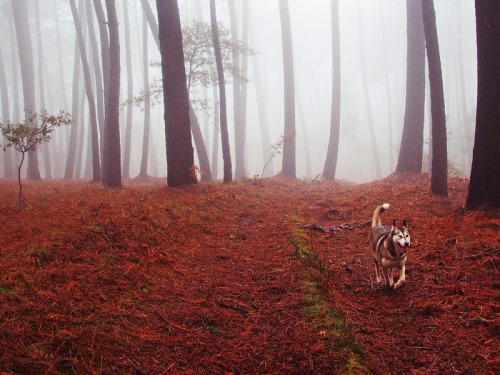 plasmatics-life:  Best Friends ~ By Guillermo Carballa