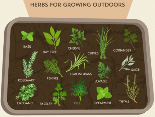 The Herb Growing Cheat Sheet [Infographics]Now we’ve entered spring and the sun is starting to