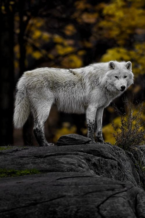 wolfsheart-blog: Autumn Wolf by Daniel Parent.