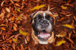 handsomedogs:  Kerstin Mielke | autumn