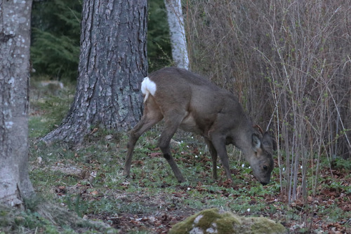 Another day is almost over. This Roe deer is eating wood anemones as the evening falls over Käx