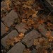 loutaycat:lovers 🍂