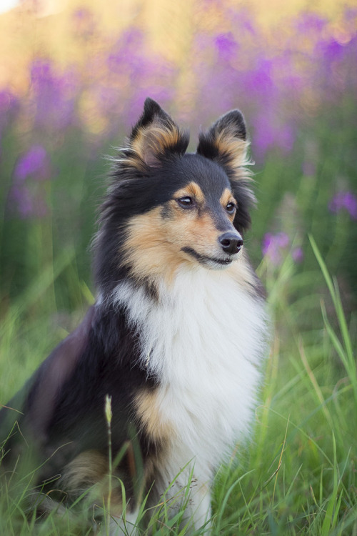spartathesheltie: as much as i talk crap about her, she really is my pride and joy