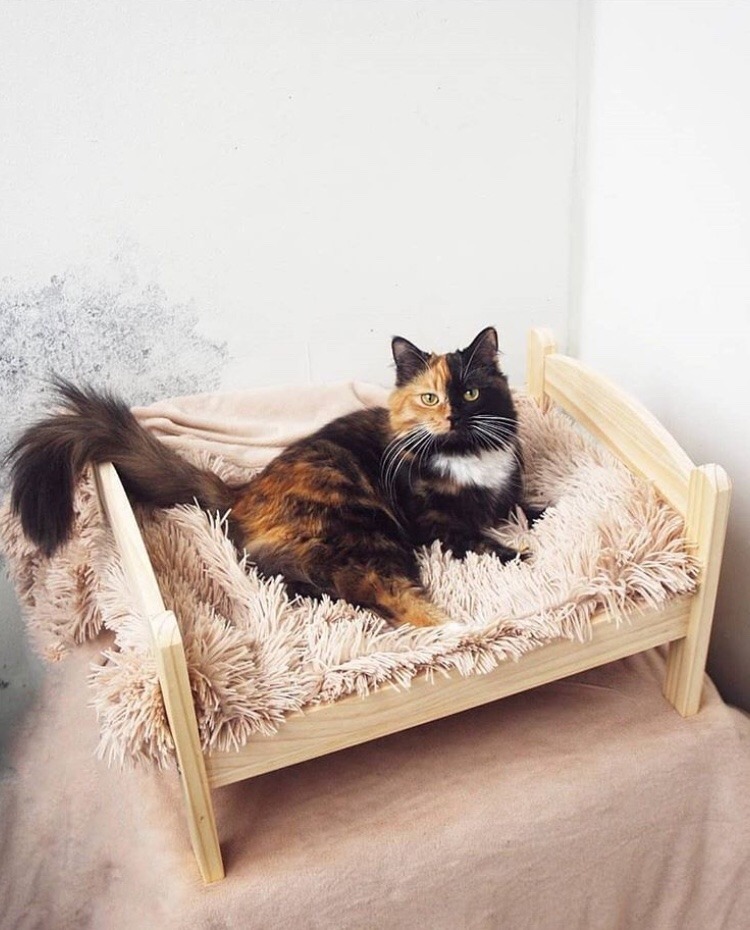 friendly-animals:  (Source)