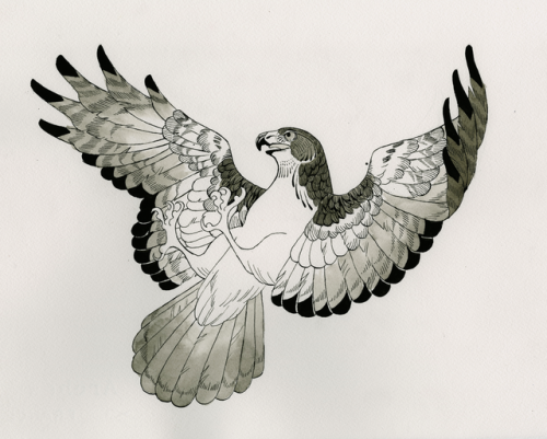 koukouvayia:A hawk I made for my tattoo class, definitely not perfect! It’s Deleter #4 ink on waterc