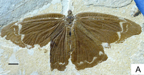 fossilporn:Jurassic butterflies disappeared a full 45 million years before the first caterpillar dec