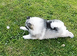 theseweirddreams:  Keeshond Puppy vs Dandelion