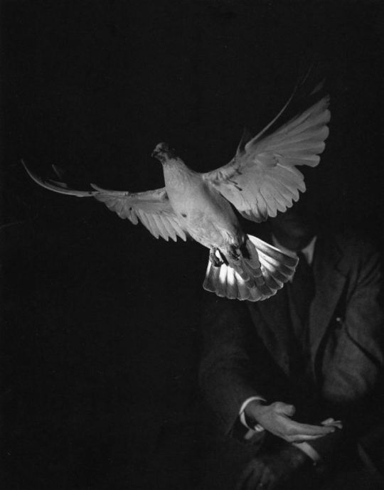Rising Dove (1934) - Harold Edgerton