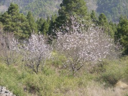 morigrrl:  Almond trees in flower
