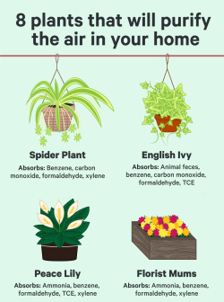 techinsider:  Get these plants for your poorly ventilated apartment Is it easier to breathe in here or is it just me? Either way, check out the full graphical breakdown in our full post on these handy plants. 