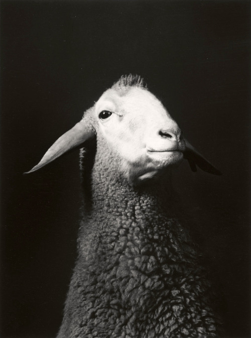 joeinct: From Tierische Portraits, Photo by Walter Schels, 1984-2000