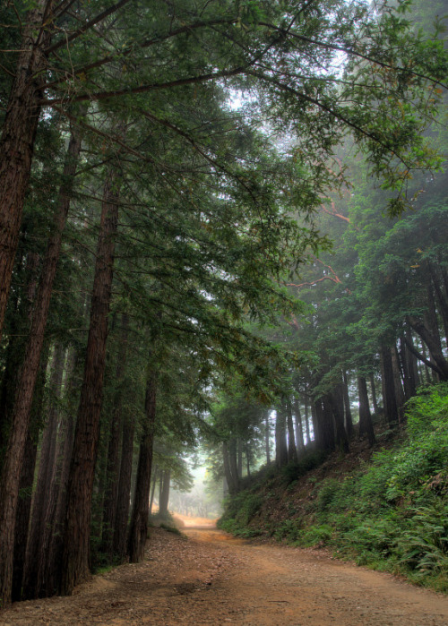 Natural Inclination by Miwok. on Flickr.