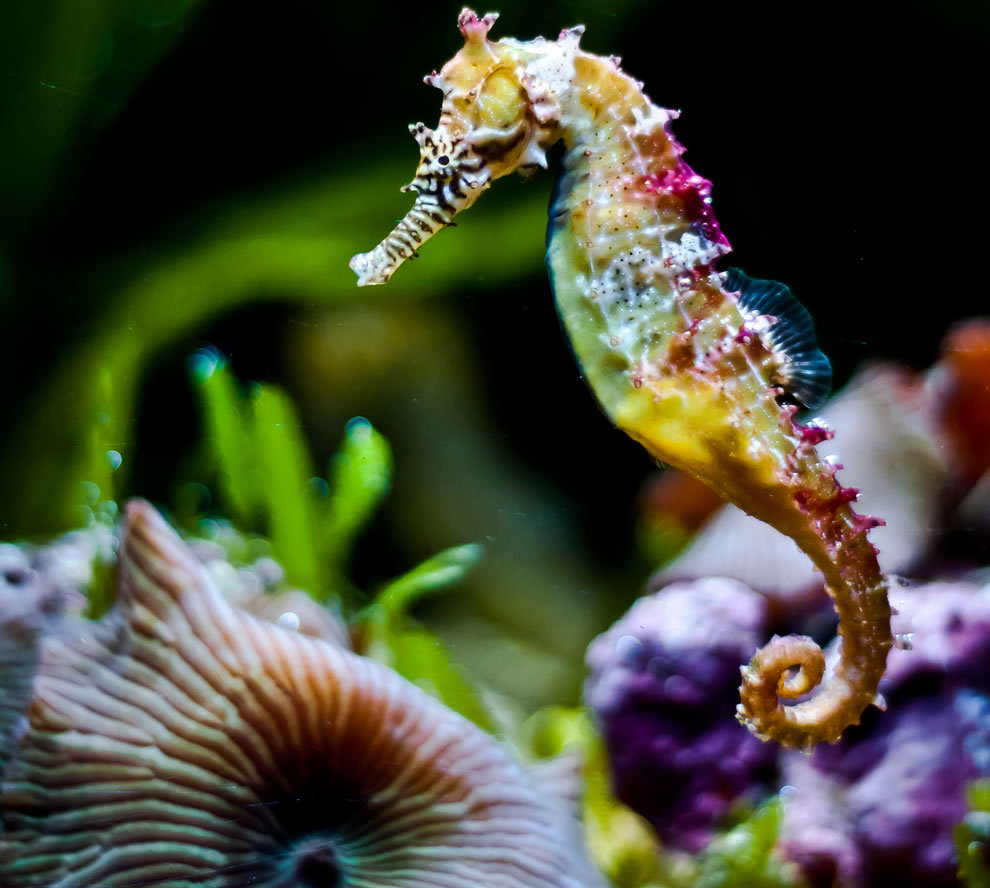 free-your-mind-free-yourself:  Rainbow Seahorse 