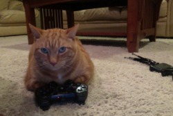 oshaaawott:  oshaaawott:  oshaaawott:  Yeah i’m a cat yeah I play video games so what im a gamer cat i can’t play video games because I’m a cat? racist  did you really steal this picture of my cat and caption i literally made like a minute ago