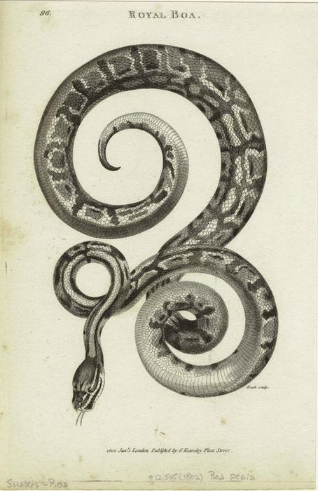 leaddust:  biological illustrations  serpents   