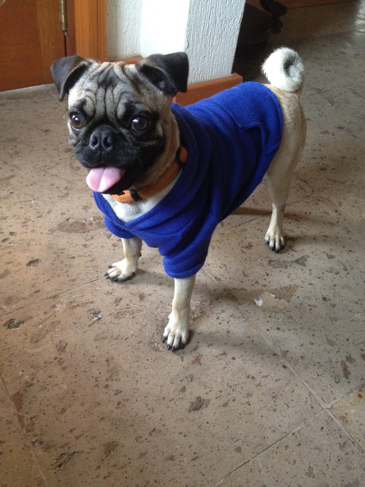 My Pug Obsession — Jj And Nita Submission From