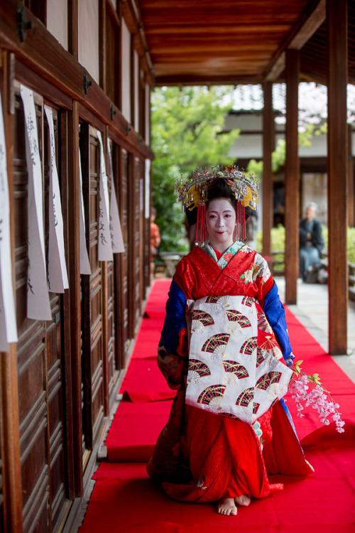 Aoi Taiyu celebrating sakura at Bishamon-dō Temple, by Prado(I am so grateful for those photos. Cour