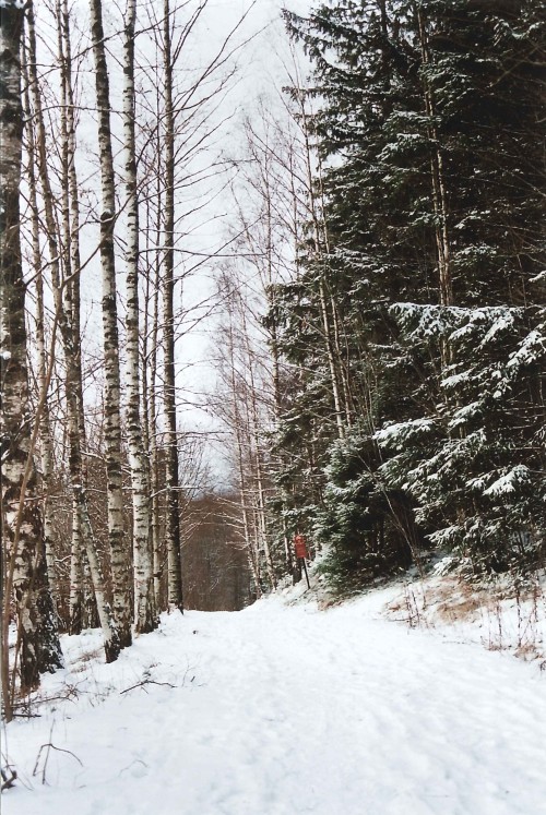 benzynne:A snowy forest in Norway \ Olympus OM2