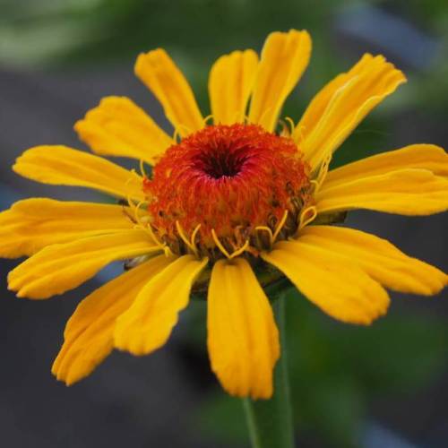 Zinnias seem to thrive when growing in landscape fabric here. Lots of colours and whites available soon!
#BlackShed #zinnia #dorset #somerset #cutflowers #grownnotflown #flowersfromthefarm #flowers #yellow #flowerstagram #flowersforflorists #florist...