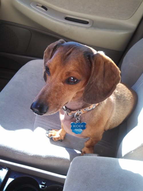 handsomedogs: My beautiful boy Kodi! He’s a 5-year-old dachshund, and the love of my life.