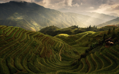 nubbsgalore:  photos by max witjes and sergey kuznetsov of the ping'an rice terrace in longshen, china (see also: more rice fields around the world)