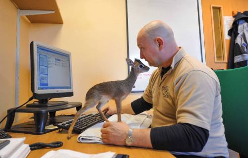 zooborns:  Tiny Dik-dik Plays Big Sister at Chester Zoo  A tiny Kirk’s Dik-dik antelope, which was hand-reared by keepers after being rejected by her mom, has stepped in to help her much smaller sibling. Eight-month-old Aluna is playing the big sister