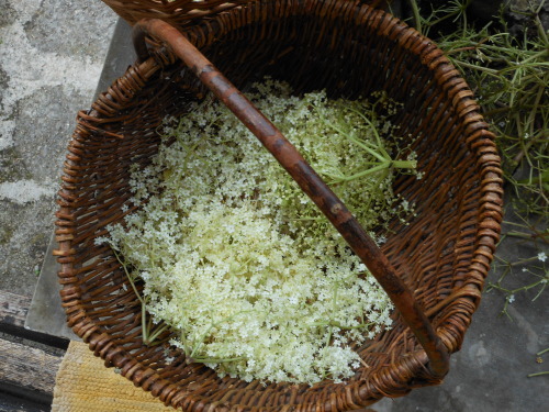 spaziergaenge-blog:  making elderflower sirup | 6. 2014