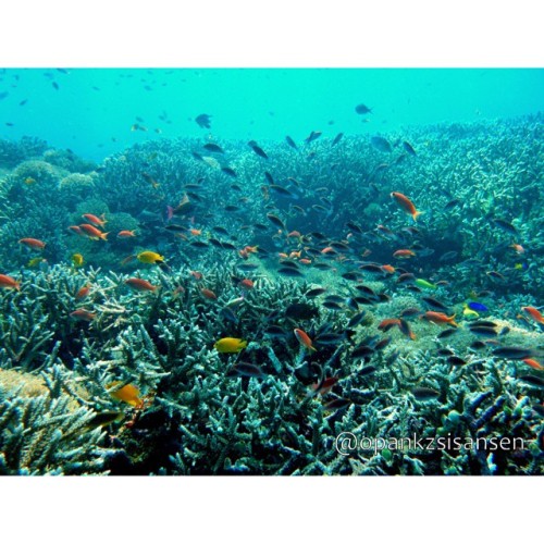 Colors #bonsayrock #labuanbajo #cndive #komodo #flores #ntt #indonesia #scubadive #diving #underwate