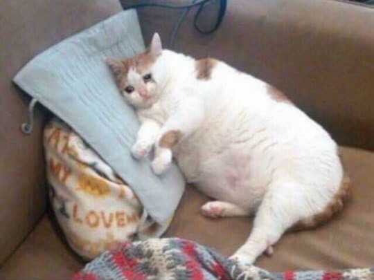 zelos-wilders:  me when dearly beloved starts playing on the title screen