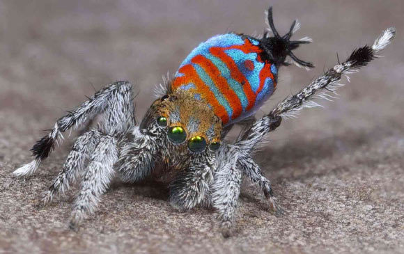 exemplarybehaviour:tahthetrickster:essence-of-foxfire-charm:tahthetrickster:absolutely fucked up that there’s literally a species of spider called the sparklemuffinI’m sorry,, there’s a what??okay but you didn’t include a photo!!!!he