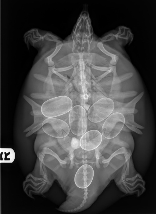 theexoticvet:Radiograph of a gravid Spiny Soft Shell turtle, Apalone spinifera, she also has a radio