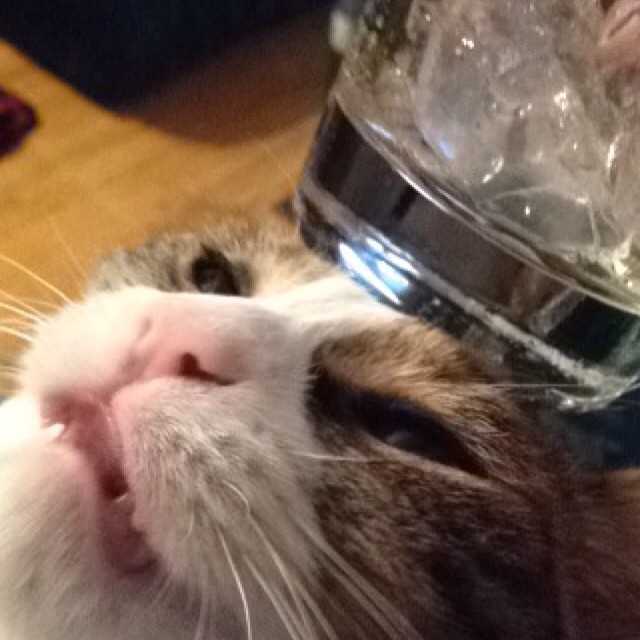 mattg124:  Here hold my drink