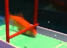 burgerkid:this fish is better at sports than i amanother reason I love fishes X3
