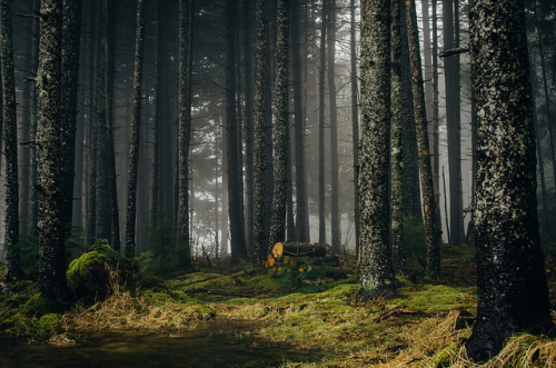 ancientdelirium:Misty Trees by anthonyharle.com on Flickr.