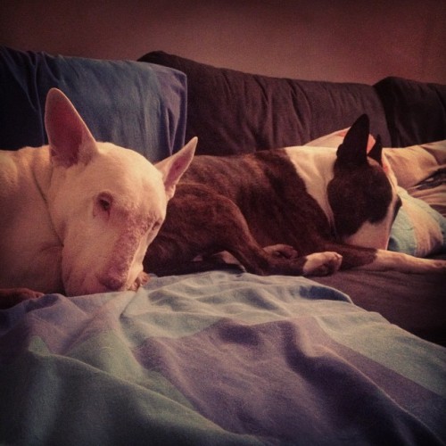 Nights in with these 2. Living the dream. #edmund #albert #ebt #englishbullterrier #bullterrier #ter